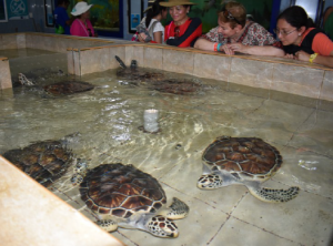 The Turtle Farm protects turtles from when they first hatched through their re- Cliff of the Dawn is the eastern most part of Mexico. Zip lining over the Caribbean Sea is one of the main attractions at Garrafon Park..